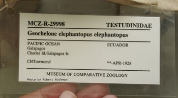 Media type: image; Herpetology R-29998